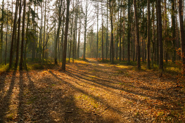 piękno lasu o poranku