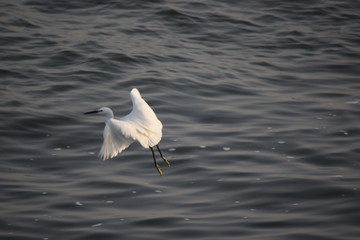 Close up view of Egret flying over the sea to catch fish