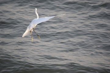 Close up view of Egret flying over the sea to catch fish