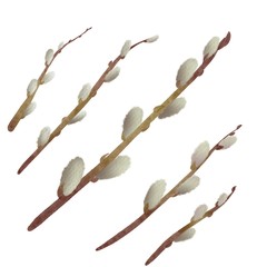 Set of watercolor willow branches  isolated on white background. Spring daphne willow, hand drawn illustration 