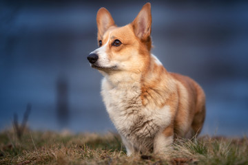 The Welsh Corgi Pembroke dog is waiting stately standing