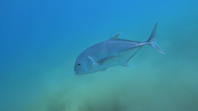Giant trevally - Caranx ignobilis swimming underwater in the sea.