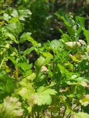 parsley in the garden