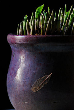 Spring Hosta In Pot