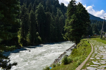 Obraz premium river in forest