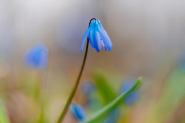 Branches of a tree with green buds and the kidneys on the trees swell with the advent of spring, the sun and the beautiful sky, warm air and joy.