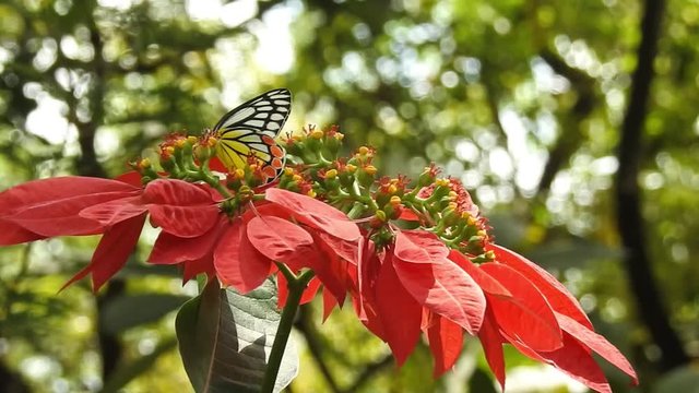 Close up of brightly coloured butterflies in a row ,UK, Change, Butterfly - Insect, Nature, Individuality, Blue Panoramic Butterfly Background ,Butterfly - Insect, Morpho Butterfly, Blue Morpho.