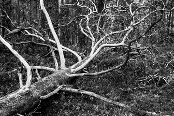 Fallen deadwood