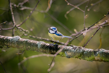 The Great Tit, Parus major, is sitting in color environment of wildlife, s&yacute;kora koňadra
