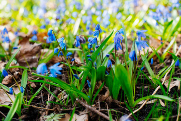 Snowdrop or ordinary snowdrops (Galanthus nivalis) flowers that are confused with a bluebell or spillway or scilla