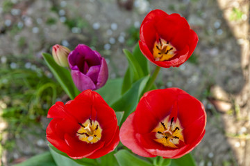 Rote Tulpen von oben