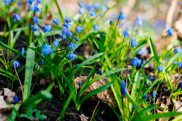 Snowdrop or ordinary snowdrops (Galanthus nivalis) flowers that are confused with a bluebell or spillway or scilla