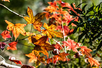 autumn leaves on tree