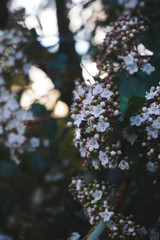 wallpaper, botanical garden, flower, plant