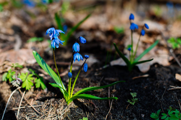 Snowdrop or ordinary snowdrops (Galanthus nivalis) flowers that are confused with a bluebell or spillway or scilla