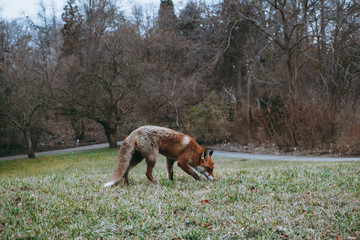 fox, red fox, animal, wild fox, nature