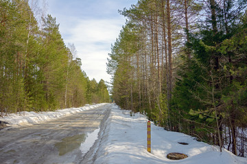 Temporary winter road in puddles of thawed snow among coniferous trees.