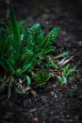 Obraz premium green spring leaves 