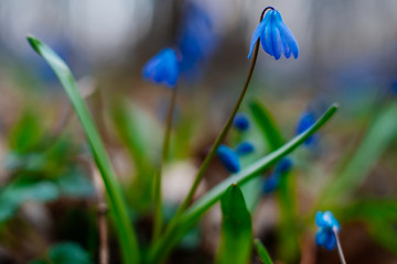 Snowdrop or ordinary snowdrops (Galanthus nivalis) flowers that are confused with a bluebell or spillway or scilla