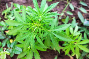 Bushes of marijuana leaves on a plantation on a background of green cultivation