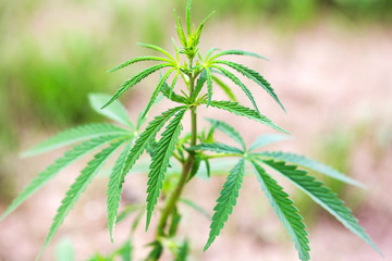 Bushes of marijuana on a plantation on a background of green cultivation
