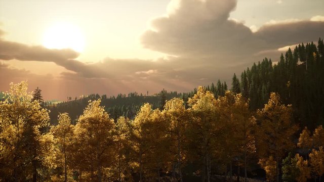 pine forest with the last of the sun shining through the trees