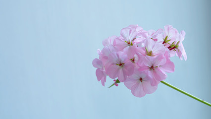 Naklejka na ściany i meble Natural pink flowers garden spring