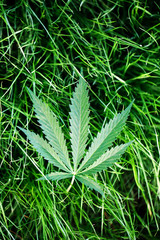 Marijuana leaf, cannabis on a green background of the grass ground indoor cultivation