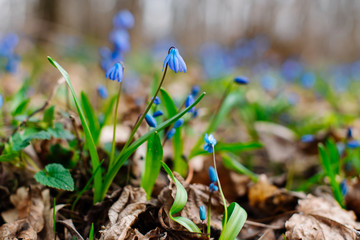 Snowdrop or ordinary snowdrops (Galanthus nivalis) flowers that are confused with a bluebell or spillway or scilla