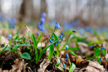 Snowdrop or ordinary snowdrops (Galanthus nivalis) flowers that are confused with a bluebell or spillway or scilla