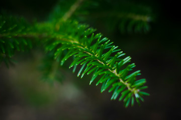 pine tree