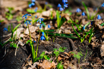 Snowdrop or ordinary snowdrops (Galanthus nivalis) flowers that are confused with a bluebell or spillway or scilla