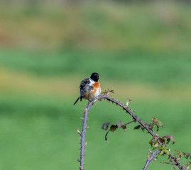 bird on a branch