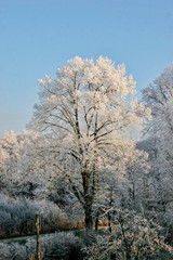 Obraz na płótnie Canvas Winterbäume