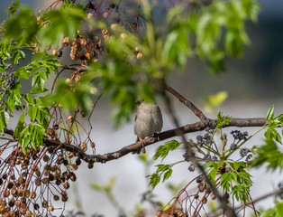 bird on a branch