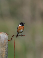 robin on a branch