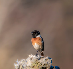 sparrow on a branch