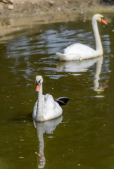 swan on lake