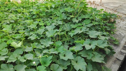 green plants in the garden