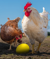 Freiland Huhn und Hahn wundern sich über ihr gelbes Osterei im Nest