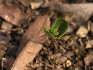 service tree. seedling of tree. cormier