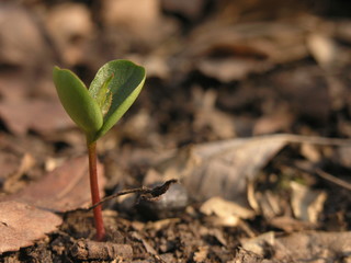 service tree. seedling of tree. young rowan.
