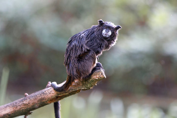 black-mantled tamarin (Schwarzrückentamarin, Leontocebus nigricollis)