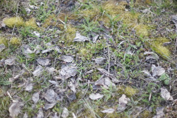  fallen leaves after snow