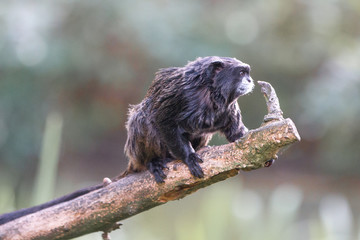 black-mantled tamarin (Schwarzrückentamarin, Leontocebus nigricollis)