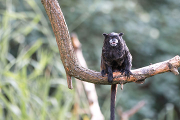 black-mantled tamarin (Schwarzrückentamarin, Leontocebus nigricollis)