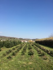 Obraz premium Weihnachtsbaumplantage mit kleinen und größeren Bäumchen auf der Neckarhalde in Esslingen (Baden-Württemberg)