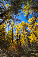Fototapeta premium Pine Forest Nature Landscape in autumn. yellow and green pine in the mountains of Yading, China