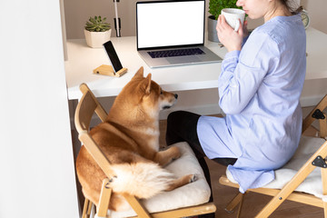 Covid-19 self-isolation and working from home concept. Woman using laptop, Shiba Inu dog near her