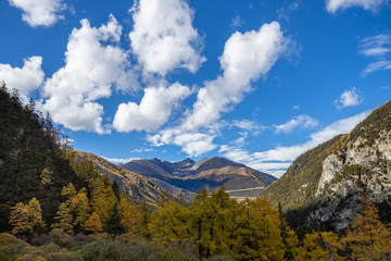 Pine Forest Nature Landscape in autumn. yellow and green pine in the mountains of Yading, China